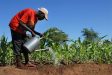 Investire in agricoltura, un buon affare che aiuta il pianeta