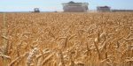 L'esplosione della diga ucraina fa crescere i prezzi di grano e mais