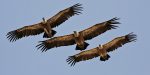 Avvoltoi in volo