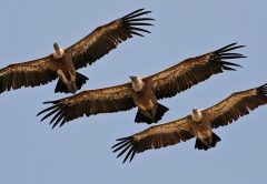 Avvoltoi in volo